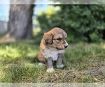 Small Photo #13 Great Bernese Puppy For Sale in ELGIN, OR, USA