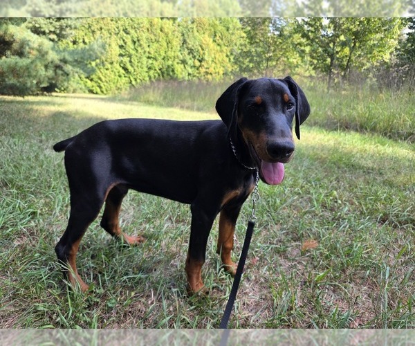 Medium Photo #5 Doberman Pinscher Puppy For Sale in WARSAW, IN, USA