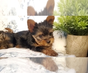 Yorkshire Terrier Litter for sale in GLENDALE, AZ, USA