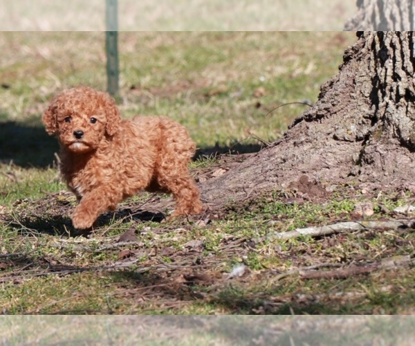 Medium Photo #4 Goldendoodle Puppy For Sale in BRIGHTON, MO, USA
