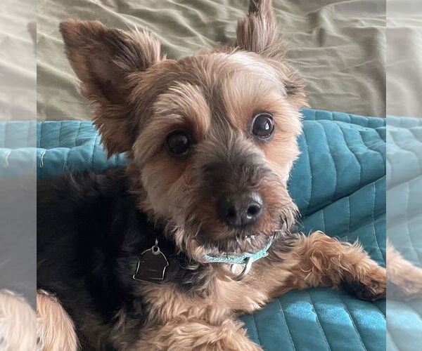 Medium Photo #3 Mutt Puppy For Sale in Mundelein, IL, USA