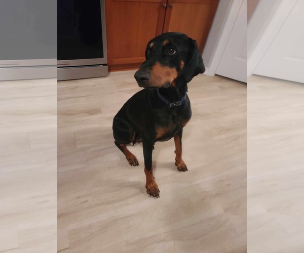 Medium Photo #3 Doberman Pinscher Puppy For Sale in Minneaoplis, MN, USA
