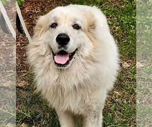 Great Pyrenees Dogs for adoption in Brooklyn Center, MN, USA