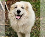 Small Great Pyrenees