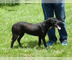 Mutt Dogs for adoption in Slidell, LA, USA