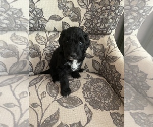 Poodle (Standard)-Shepadoodle Mix Puppy for sale in ELK GROVE, CA, USA