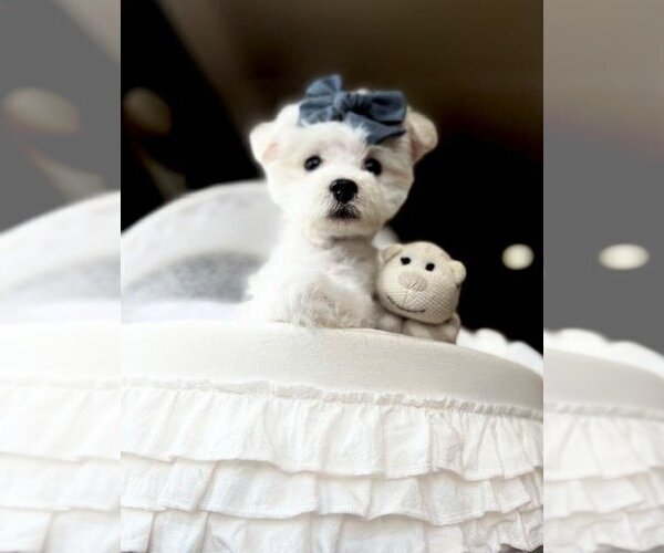 Medium Photo #13 Maltese Puppy For Sale in WEST PALM BEACH, FL, USA