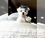 Small #12 Maltese