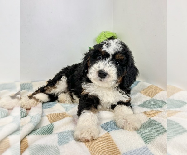 Medium Photo #5 Miniature Bernedoodle Puppy For Sale in FRANKLIN, IN, USA