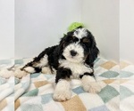 Small #4 Miniature Bernedoodle