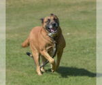 Small #2 Mutt
