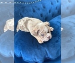 Small #22 English Bulldog