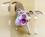 Small American Pit Bull Terrier