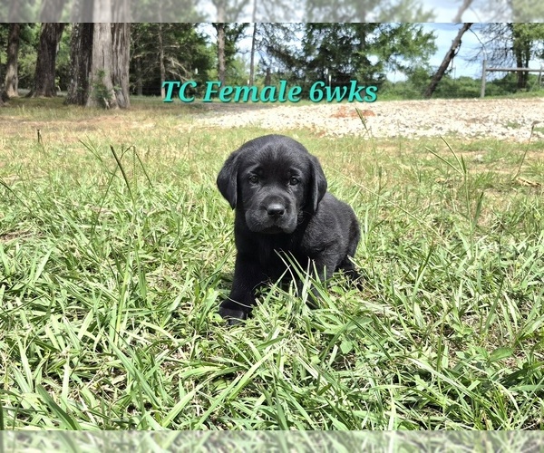 Medium Photo #3 Labrador Retriever Puppy For Sale in EDGEWOOD, TX, USA