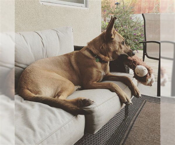Medium Photo #2 German Shepherd Dog-Unknown Mix Puppy For Sale in Chico, CA, USA