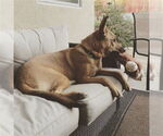 Small #1 German Shepherd Dog Mix