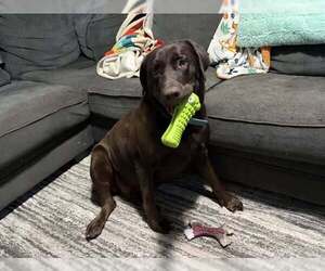 Labrador Retriever Dogs for adoption in MIDWAY, UT, USA