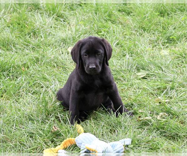 Medium Photo #4 Labrador Retriever Puppy For Sale in SYRACUSE, IN, USA