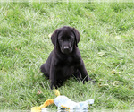 Small Photo #4 Labrador Retriever Puppy For Sale in SYRACUSE, IN, USA