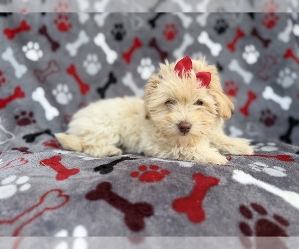 Medium Photo #7 Havapoo Puppy For Sale in LAKELAND, FL, USA