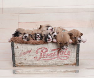Pembroke Welsh Corgi Puppy for Sale in FALLS CITY, Oregon USA