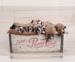 Small Photo #1 Pembroke Welsh Corgi Puppy For Sale in FALLS CITY, OR, USA