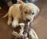 Small Photo #1 Golden Retriever Puppy For Sale in HUNTSVILLE, AL, USA