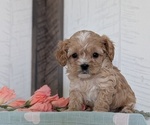 Small Photo #29 Cockapoo (Toy) Puppy For Sale in GOSHEN, IN, USA