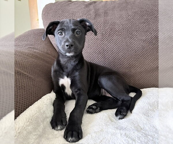Medium Photo #1 Mutt Puppy For Sale in Genesee, WI, USA