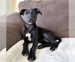 Small Mutt