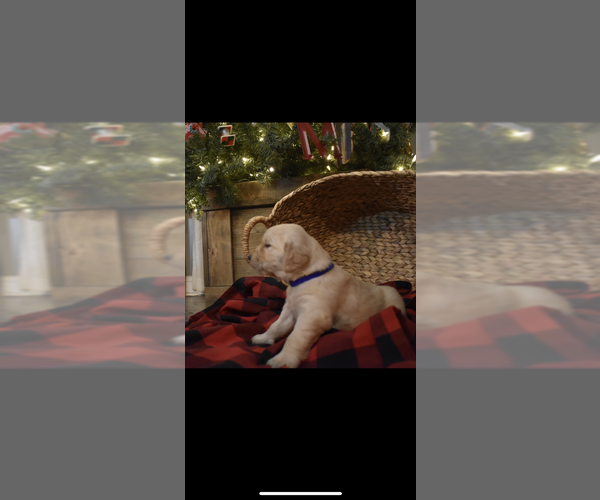 Medium Photo #6 Golden Retriever Puppy For Sale in COTTONWOOD, AL, USA