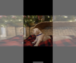 Small Photo #6 Golden Retriever Puppy For Sale in COTTONWOOD, AL, USA