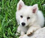 Puppy Tulip Miniature American Eskimo