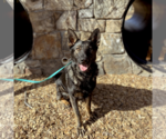 Small Photo #1 German Shepherd Dog Puppy For Sale in Arlington, VA, USA