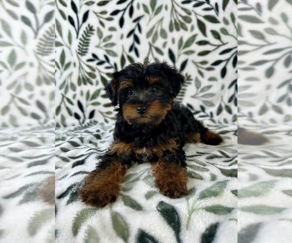 Medium Photo #3 YorkiePoo Puppy For Sale in GREENFIELD, IN, USA