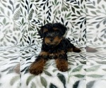 Small #2 YorkiePoo