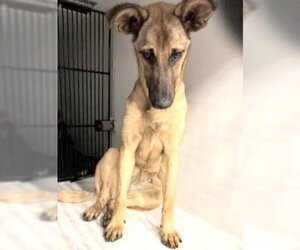 German Shepherd Dog-Unknown Mix Dogs for adoption in Houston, TX, USA
