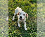Small #2 Jack Russell Terrier Mix