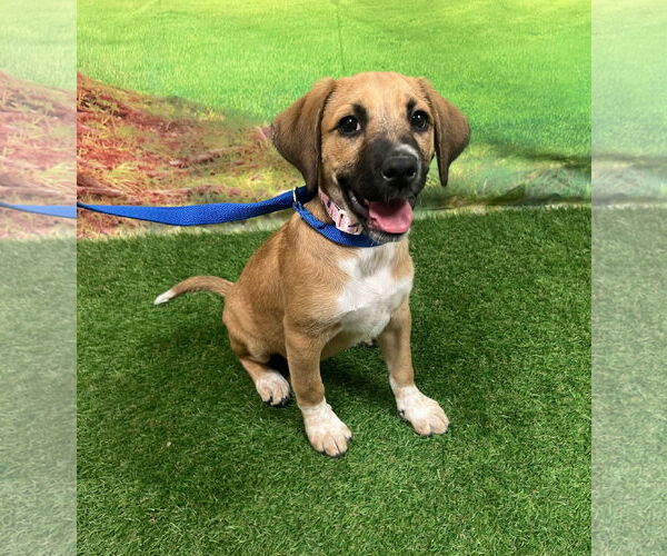 Medium Photo #2 Beagle-Black Mouth Cur Mix Puppy For Sale in Euless, TX, USA