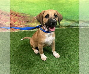 Beagle-Black Mouth Cur Mix Dogs for adoption in Euless, TX, USA