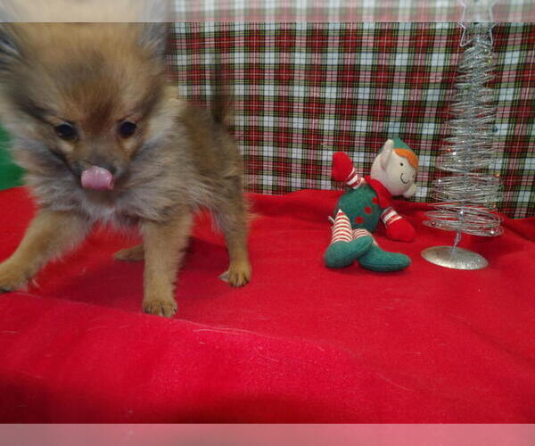 Medium Photo #2 Pomeranian Puppy For Sale in PATERSON, NJ, USA