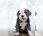 Puppy Oakley Olde English Bulldogge