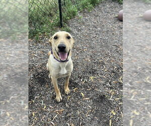 Snoopy - Male Mutt Dog for Adoption - Photo #3