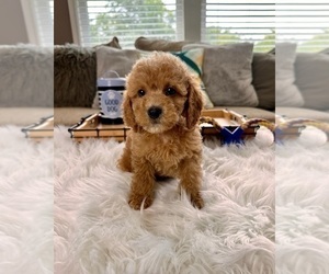 Cockapoo Puppy for sale in INDIANAPOLIS, IN, USA