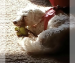 Small #1 Poodle (Toy)