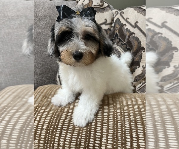 Medium Photo #6 Poovanese Puppy For Sale in RICHMOND, IL, USA