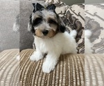Small Photo #6 Poovanese Puppy For Sale in RICHMOND, IL, USA