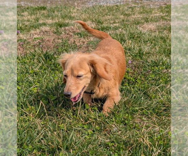 Medium Photo #4 Dachshund Puppy For Sale in Shelbyville, TN, USA