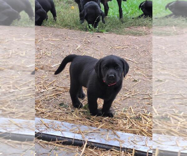 Medium Photo #10 Labrador Retriever Puppy For Sale in EDINBURG, VA, USA