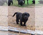 Small #9 Labrador Retriever